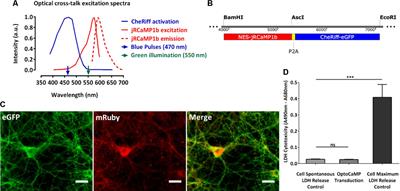 All-Optical Assay to Study Biological Neural Networks